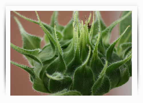 Grow of a sunflower plant