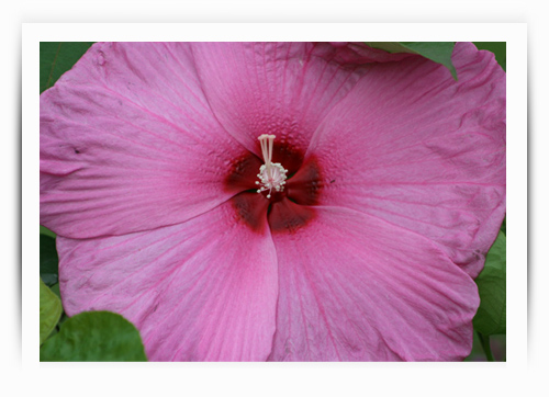 Large pink flower