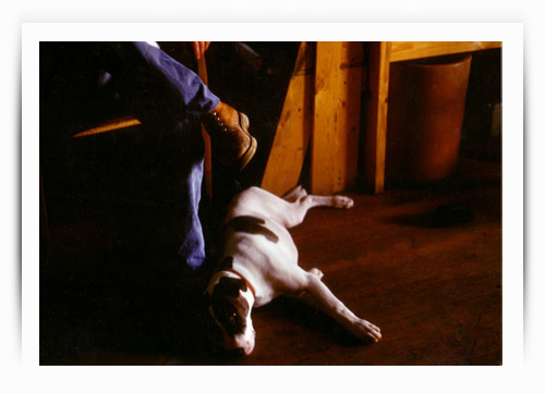 Man best Friend - Tess